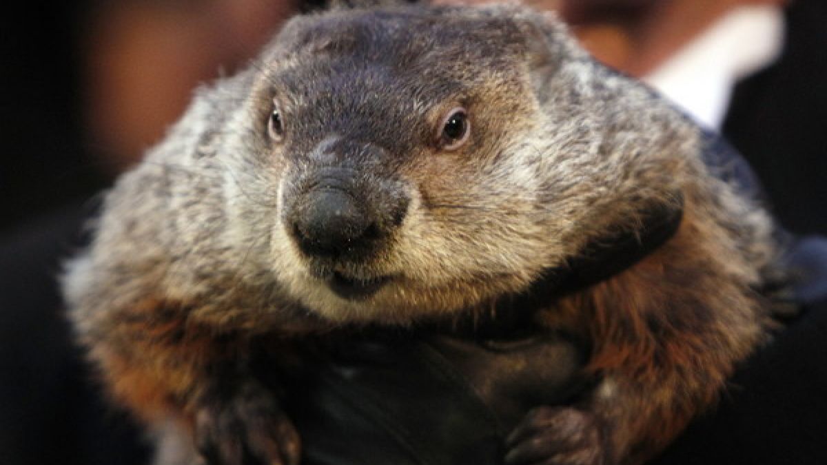 Murmeltier Phil ist der Star am "Groundhog Day", dem Murmeltiertag, der alljährlich am 2. Februar in den USA zelebriert wird. (Foto)