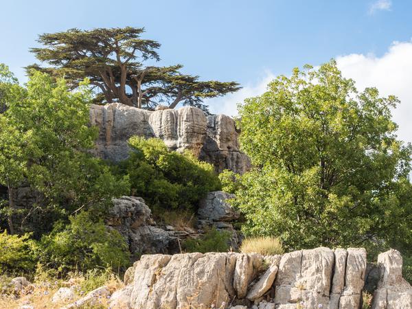 Das Tannourine-Naturschutzgebiet ist bekannt für seine Zedern. Sie sind das Nationalsymbol des Libanon.
