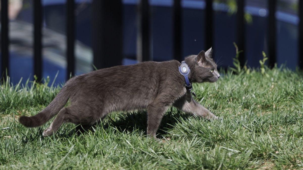 Die Katze Sophie streift über den Nordrasen des Weißen Hauses. Die Katze, die auf dem Gelände des Weißen Hauses gefunden wurde, wurde zu ihrem Besitzer Alec Augustine zurückgebracht. (Foto)