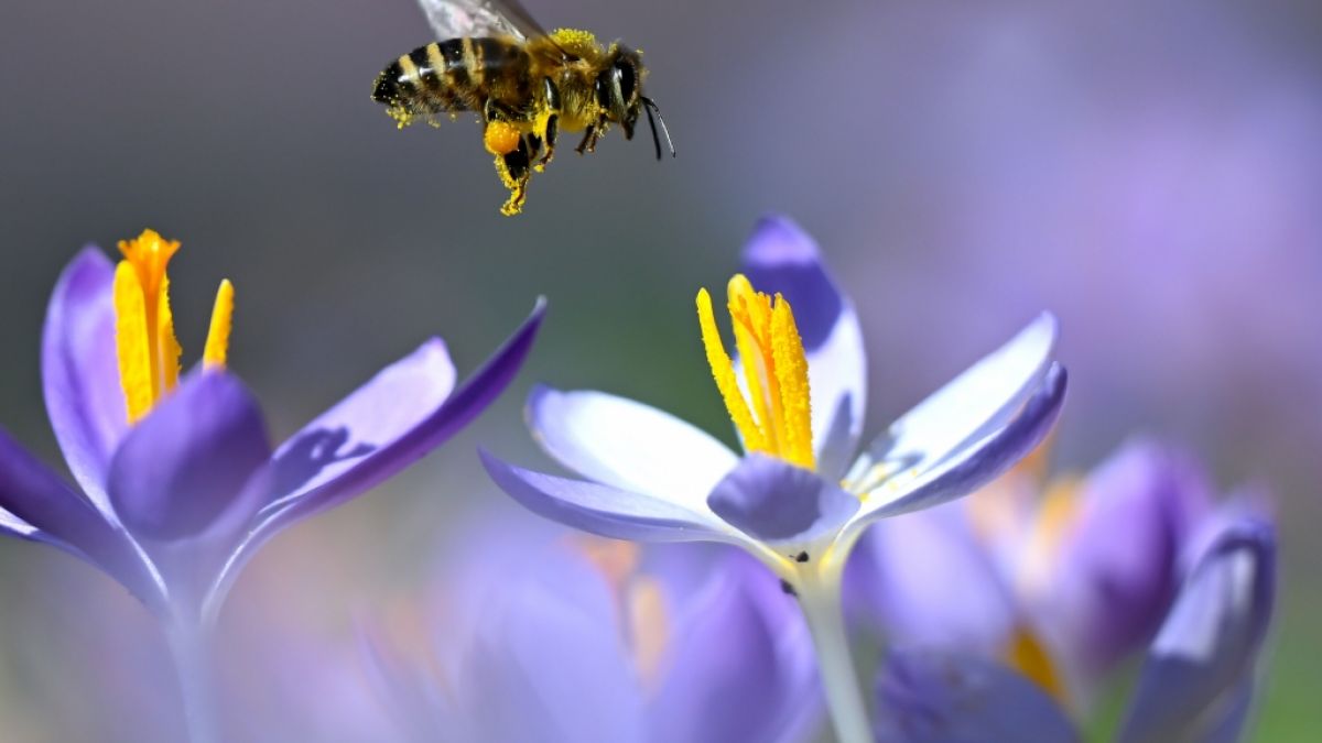 Frühblüher wie der Krokus genießen die wärmende Frühlingssonne bereits in vollen Zügen. (Foto)