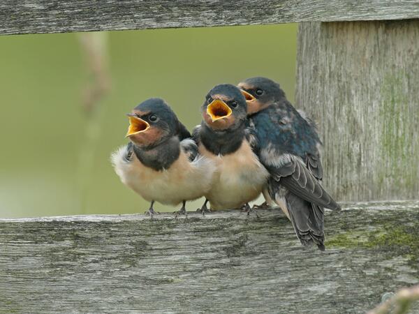 Rauchschwalbe, Rauch-Schwalbe Hirundo rustica, sperrende Jungvoegel auf einem Holzzaun, Niederlande, Nordholland, Wieringermeer barn swallow Hirundo rustica, begging young birds on a wooden fence, Netherlands, Northern Netherlands, Wieringermeer BLWS700377 *** Barn swallow, Smoke Swallow Hirundo Rustica , blocking Jungvoegel at a Wooden fence, Netherlands, North Holland, Wieringermeer Barn Swallow Hirundo Rustica , begging Young Birds ON a Wooden fence, Netherlands, Northern Netherlands, Wieringermeer BLWS700377 Copyright: xblickwinkel/AGAMI/R.xVisscherx
