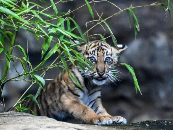 17.03.2026, Berlin: Lilly heißt der Sumatra-Tiger-Nachwuchs, der am 2. Januar im Tierpark Berlin geboren wurde. Bei der Namenssuche waren die Gäste des Tierparks aufgerufen, Vorschläge einzureichen. Foto: Jens Kalaene/dpa +++ dpa-Bildfunk +++
